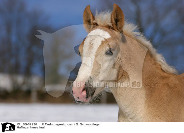 Haflinger horse foal / SS-02236