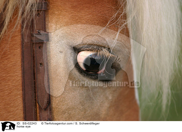 Pferdeauge / horse eye / SS-02243