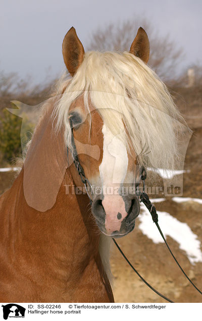 Haflinger Hengst im Portrait / Haflinger horse portrait / SS-02246