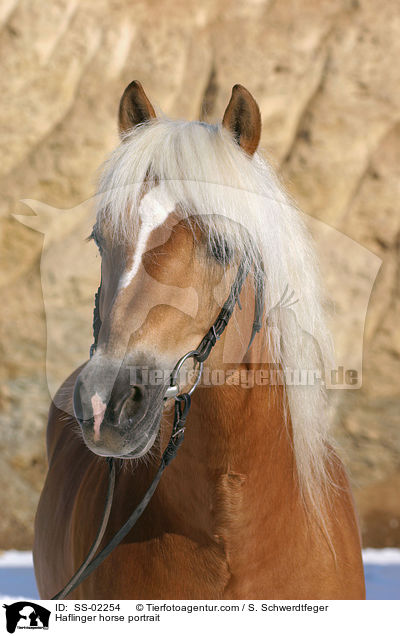Haflinger horse portrait / SS-02254