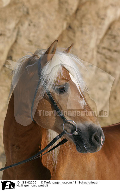 Haflinger Hengst im Portrait / Haflinger horse portrait / SS-02255