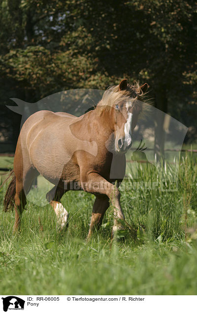 Pony auf der Weide / Pony / RR-06005