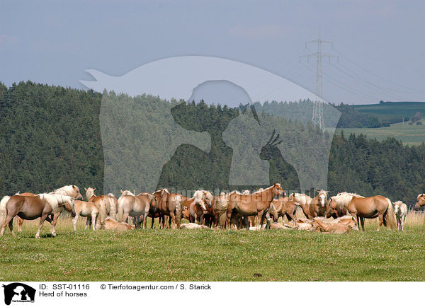 Herd of horses / SST-01116
