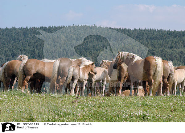 Herd of horses / SST-01119