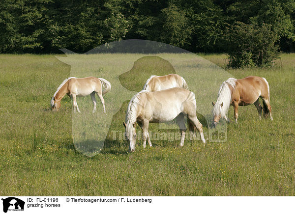 grazing horses / FL-01196