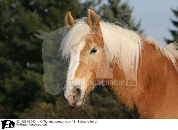 Haflinger horse portrait / SS-03543