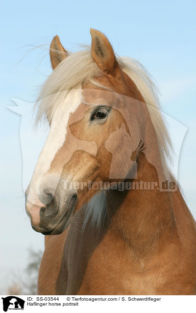 Haflinger horse portrait / SS-03544