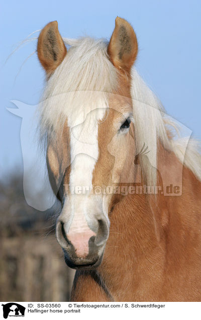 Haflinger horse portrait / SS-03560