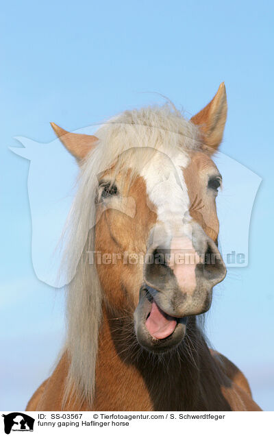 funny gaping Haflinger horse / SS-03567