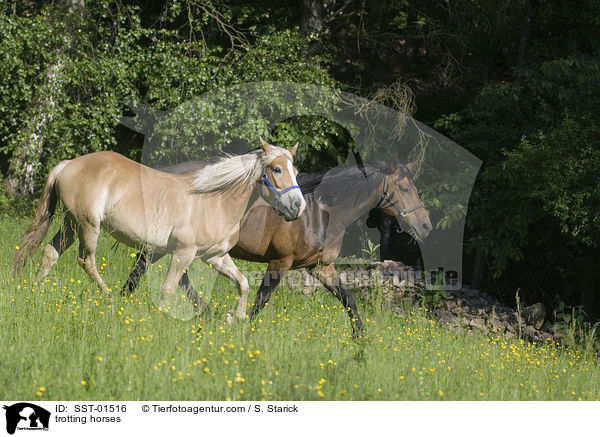 trotting horses / SST-01516
