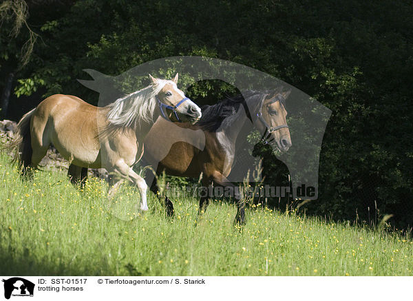 trotting horses / SST-01517