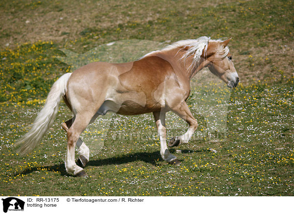 trotting horse / RR-13175