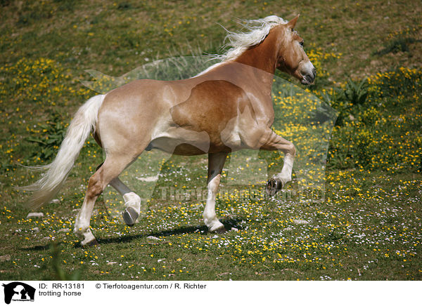 trotting horse / RR-13181