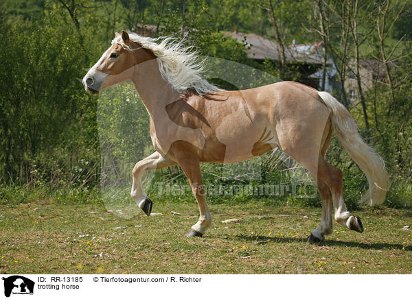 trotting horse / RR-13185