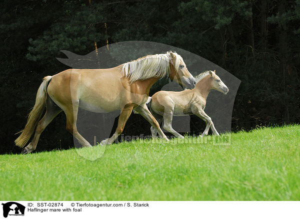 Haflinger mare with foal / SST-02874