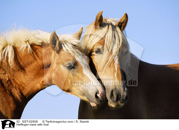Haflinger mare with foal / SST-02908