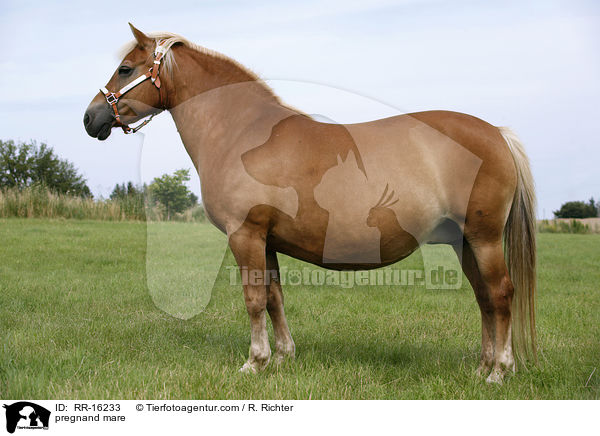 tragende Stute / pregnand mare / RR-16233