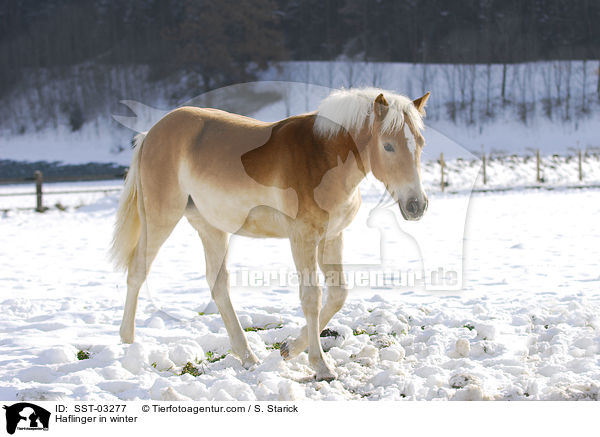 Haflinger im Schnee / Haflinger in winter / SST-03277