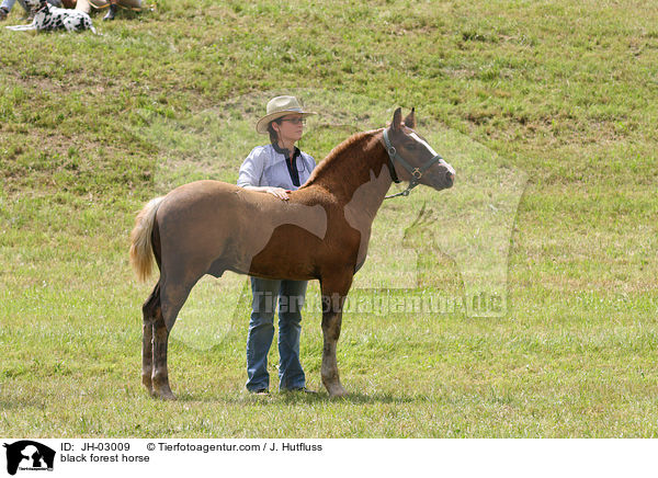 black forest horse / JH-03009