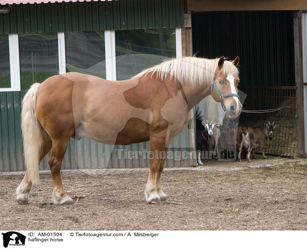 haflinger horse / AM-01504