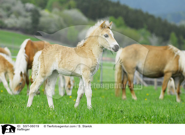 Haflinger / Haflinger / SST-06019