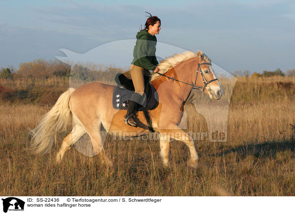 woman rides haflinger horse / SS-22436