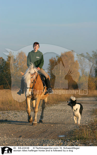 woman rides haflinger horse and is followed by a dog / SS-22438