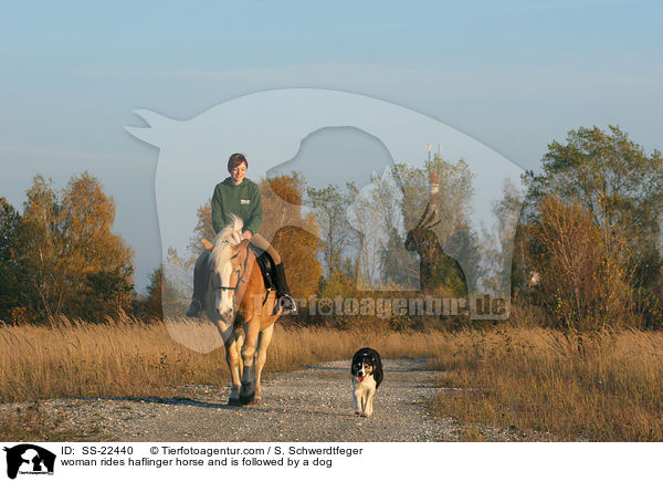 Frau reitet Haflinger / woman rides haflinger horse / SS-22440