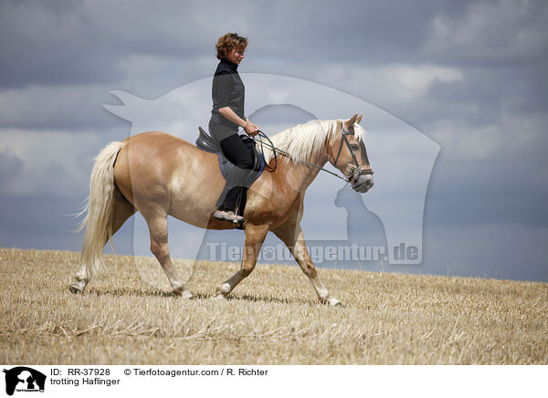 trotting Haflinger / RR-37928