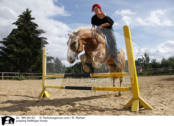 jumping Haflinger horse / RR-39142