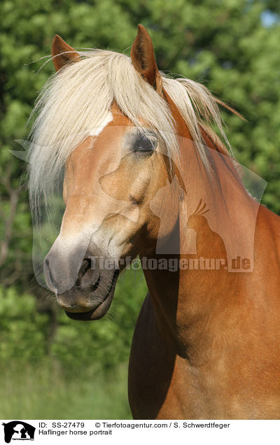 Haflinger horse portrait / SS-27479