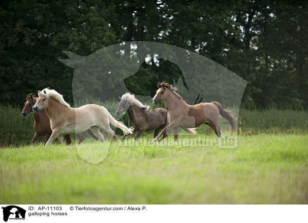 galloping horses / AP-11103