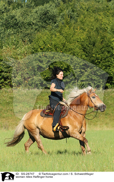 woman rides Haflinger horse / SS-28747