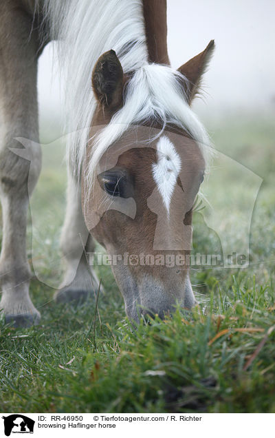 grasender Haflinger / browsing Haflinger horse / RR-46950