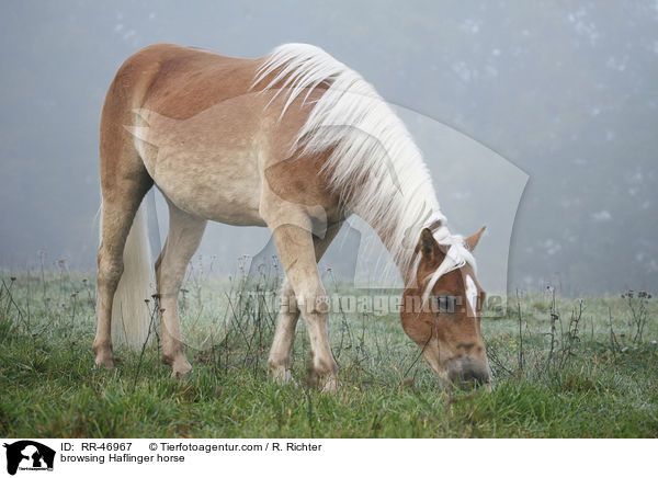 grasender Haflinger / browsing Haflinger horse / RR-46967