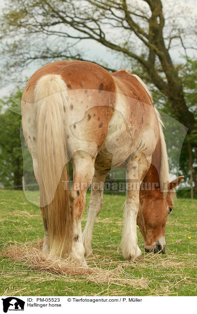 Haflinger / Haflinger horse / PM-05523