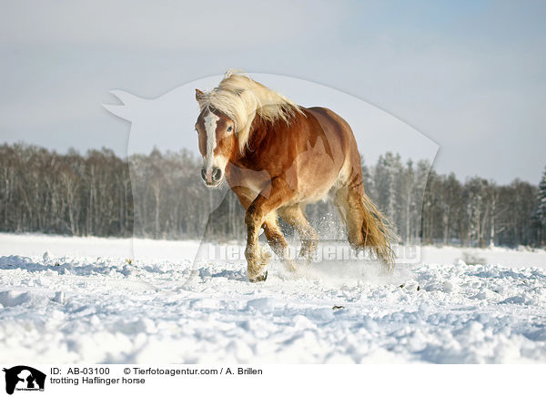 trabender Haflinger / trotting Haflinger horse / AB-03100