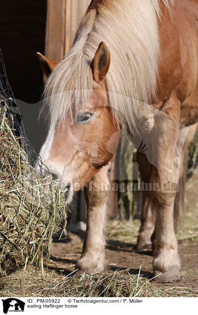 eating Haflinger horse / PM-05922