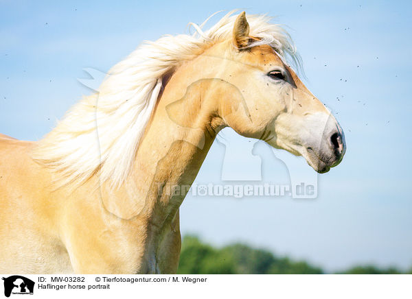 Haflinger horse portrait / MW-03282
