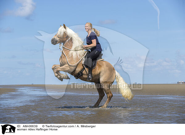 woman rides Haflinger Horse / AM-06639