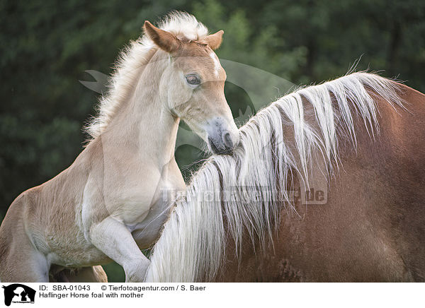 Haflinger Horse foal with mother / SBA-01043