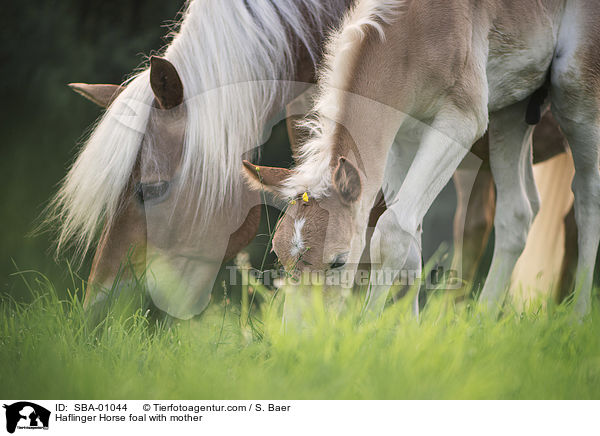 Haflinger Fohlen mit Mutter / Haflinger Horse foal with mother / SBA-01044