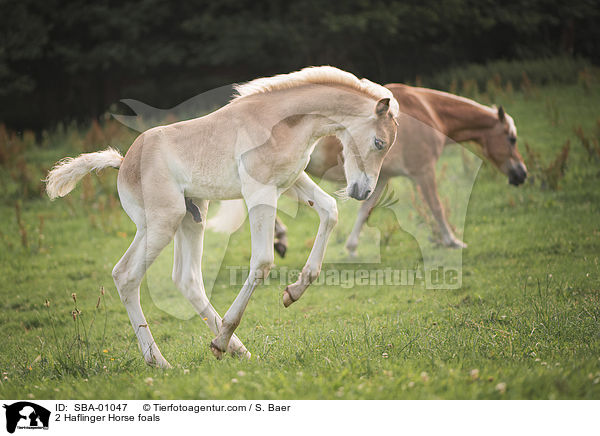 2 Haflinger Fohlen / 2 Haflinger Horse foals / SBA-01047