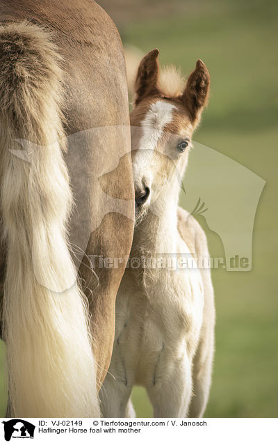 Haflinger Horse foal with mother / VJ-02149