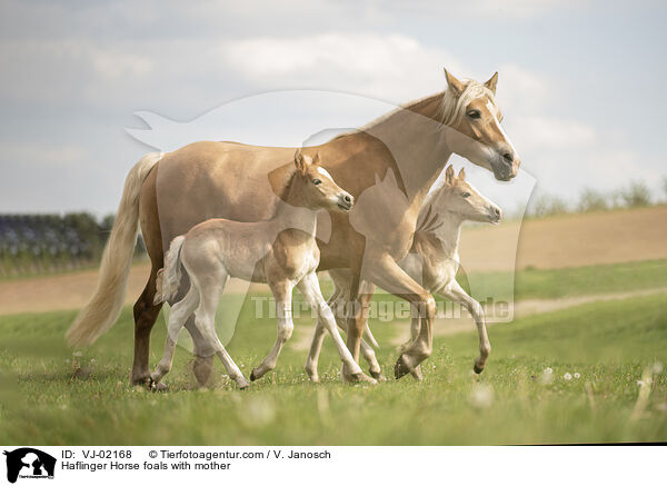 Haflinger Horse foals with mother / VJ-02168