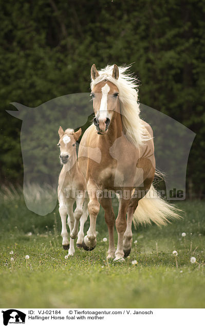 Haflinger Horse foal with mother / VJ-02184