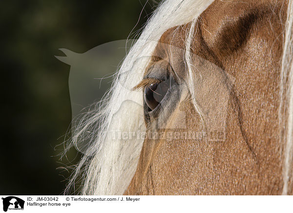 Haflinger horse eye / JM-03042