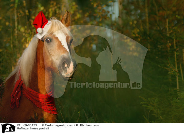 Haflinger Portrait / Haflinger horse portrait / KB-05133