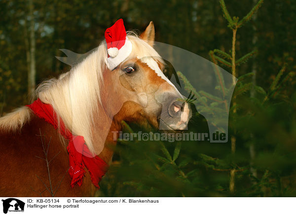 Haflinger Portrait / Haflinger horse portrait / KB-05134