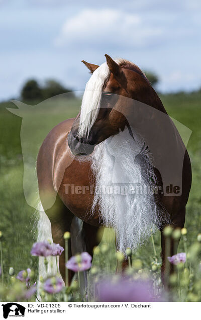 Haflinger Hengst / Haflinger stallion / VD-01305